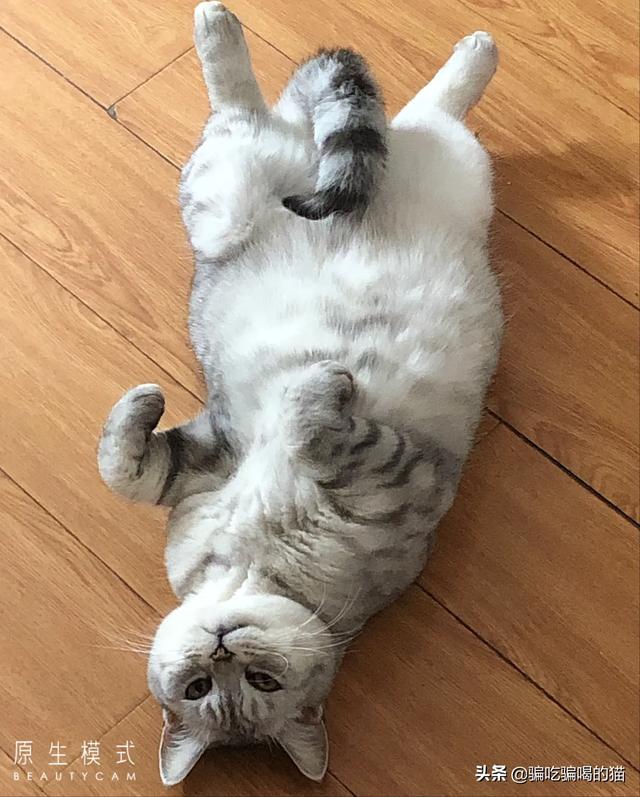瓜皮猫视频:瓜皮猫表情包 光猫为什么有千兆口和百兆口，两个不同的接口？二者有什么区别？