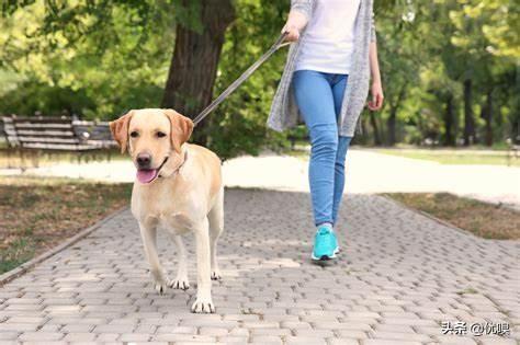 刚出生的斗牛犬图片:法斗一般长到几个月定型？