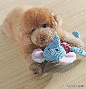 纯种泰迪犬图片及标准:真正聪明的泰迪犬是怎么样的？有什么判辨标准吗？