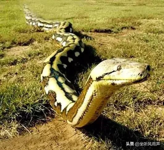 无毒蛇咬人吗:蛇咬人是出于一种什么心理？