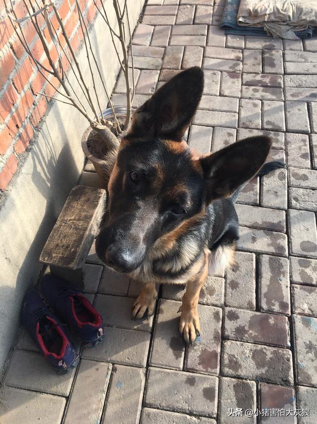 德国牧羊犬幼犬喂养方法:5个月的德牧幼犬喂养有哪些注意事项？