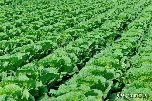 十字花科蔬菜软腐病:十字花科蔬菜软腐病的防治措施包括 油菜常被哪些细菌性病害危害？有哪些措施可以防治？