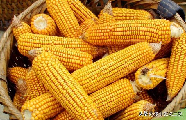 彬硕:强硕168在山东能种吗？