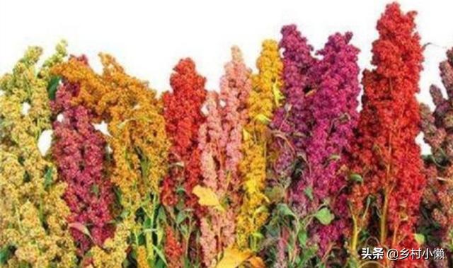 什么食品可以放10年以上还可以吃？插图57