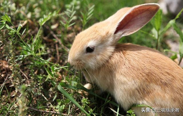 养殖兔子前景好又赚钱,为什么农村人养殖兔子的人很少？