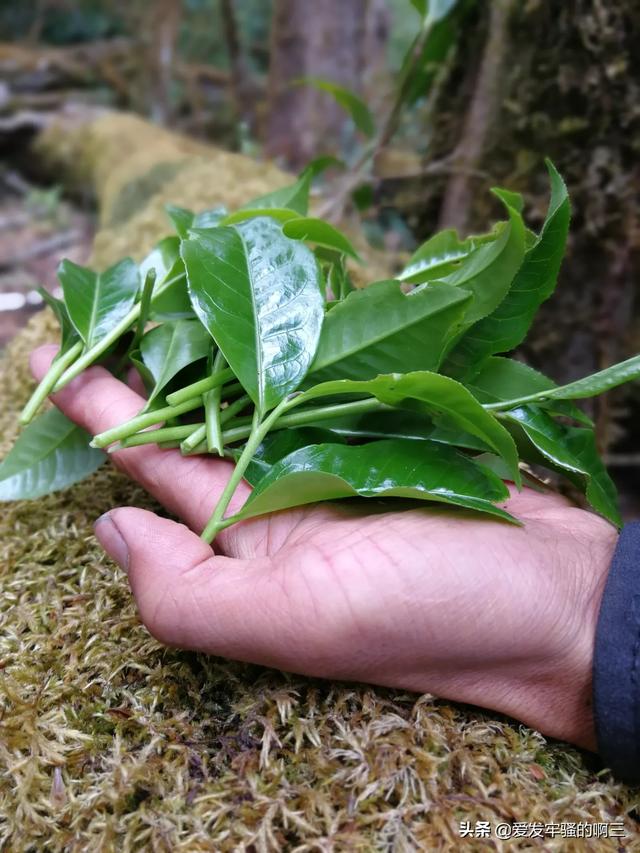 古树藤条茶是普洱茶么,那些源头直供的茶都是哪些茶？