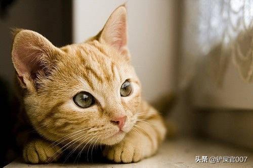 四个月的公猫发情正常吗:猫多大闹春猫六个月大了？