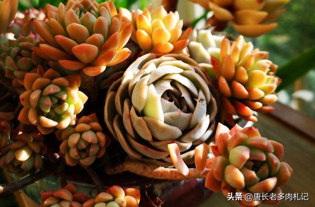 多肉仙人球怎么浇水:养在一个盆子里的多种多肉，怎样视情况分别浇水？