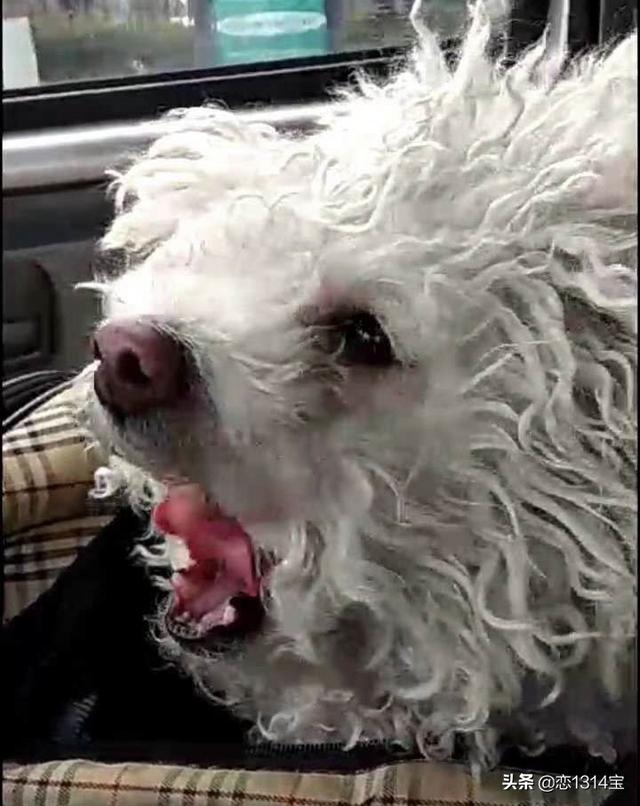 比熊图片:比熊犬的正确饲养方式，有哪些？