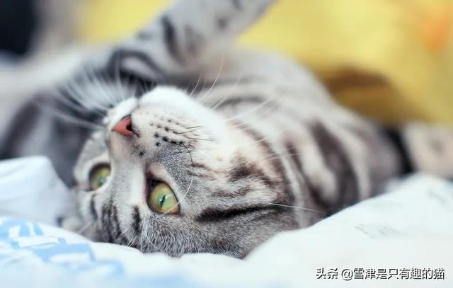 猫包网 购物:新手买到猫之后需要注意什么？要做一些什么？