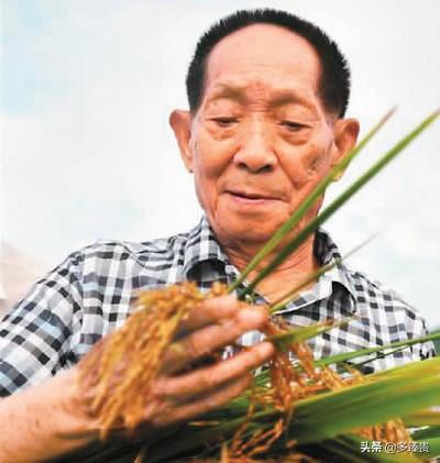 袁隆平简历:如果对袁隆平、屠呦呦等人破格录为院士，会引发哪些好的效应？