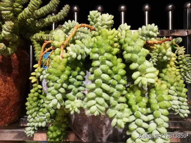 魔南景天夏季落叶怎么办:多肉玉缀全露养，夏天没遮阳，你们的玉缀会狂掉叶子吗？
