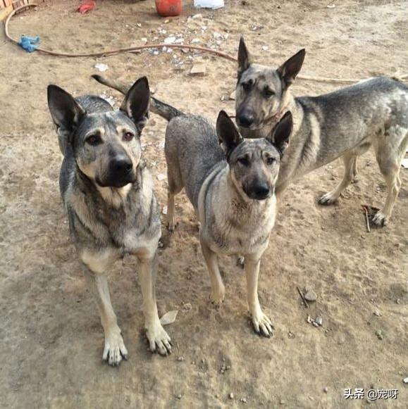 看门犬:在农村用来看门，是喂个狗好还是喂个大鹅好？