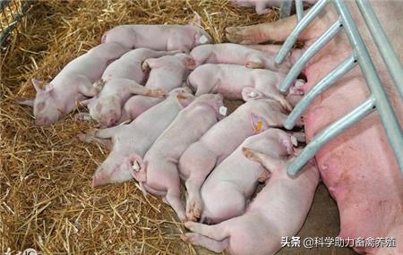 猪拉稀的原因文章:仔猪出生就拉稀，都是什么原因，怎么治疗和预防？