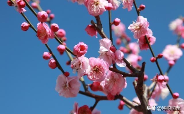 梅花象征什么品格？