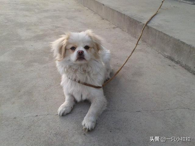 神秘园的 蝴蝶犬:蝴蝶犬与博美犬，一样是玩具犬，为什么养前者的人数却很少？ 神秘园蝴蝶犬乐谱