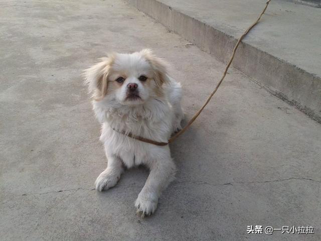 神秘园的 蝴蝶犬:蝴蝶犬与博美犬，一样是玩具犬，为什么养前者的人数却很少？ 神秘园蝴蝶犬乐谱