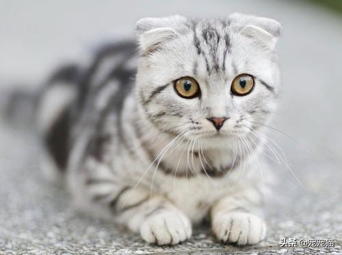 朋友是猫:朋友寄养我这里的猫养出感情不想还了怎么办？