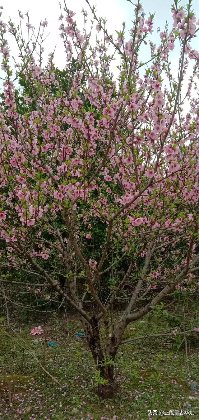 小狗种鲜花在线玩:当你老了，你会选择在城市打麻将遛狗，还是在乡下种种菜养养花？