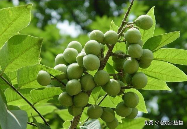 辉县东耿村灵异事件:你最记忆犹新的家乡土特产是什么？
