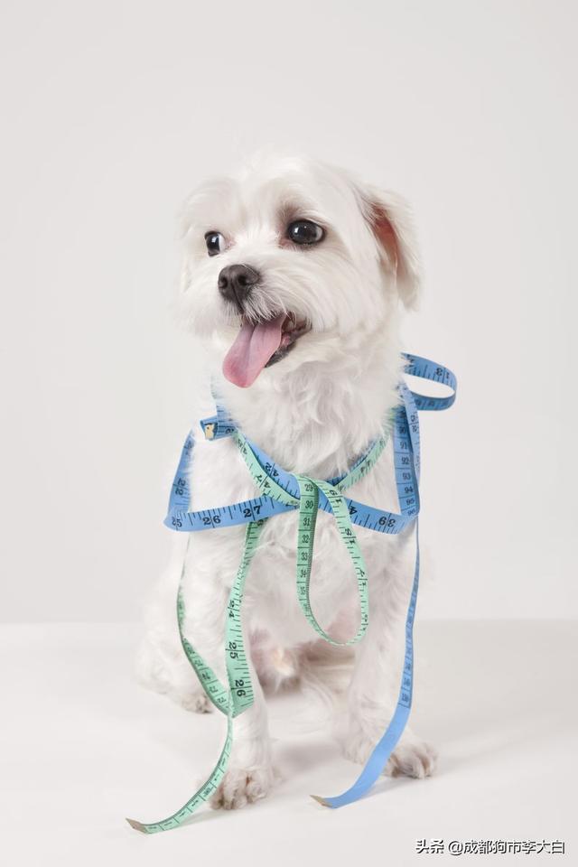 适合在楼房养的大型犬排名:请问大家，100平的房子养什么大型狗狗合适？
