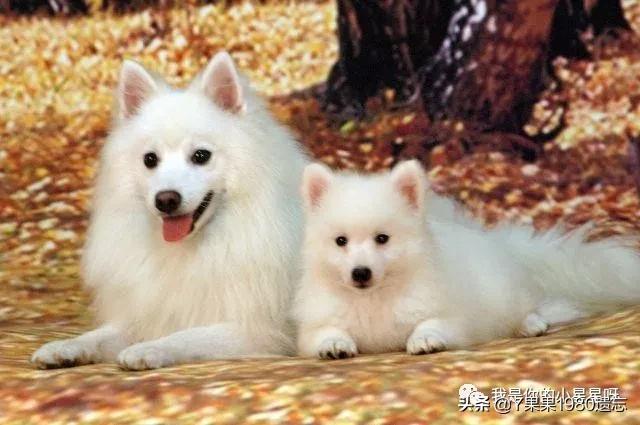 白色博美犬性格特点:有什么白色的犬种介绍吗？ 博美犬性格特点和缺点