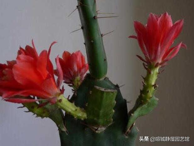 令箭荷花花芽:盆栽种植令箭荷花，需要注意什么？