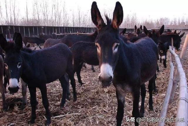 山西省羊驼养殖基地:现在羊驼价格怎样？羊驼的养殖前景与市场行情怎样？