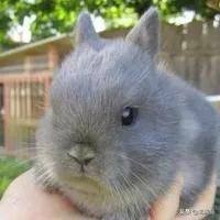 丹江口宠物兔子养殖批发:想在家养兔子，兔子前景如何？