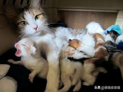 小奶猫抢不到奶吃:大猫不肯喂小猫奶怎么办？ 小奶猫抢不到奶吃怎么办