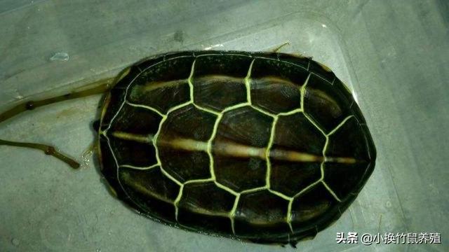 怎样养殖金钱龟稚龟:金钱龟怎么养，可以多组龟一起养吗？