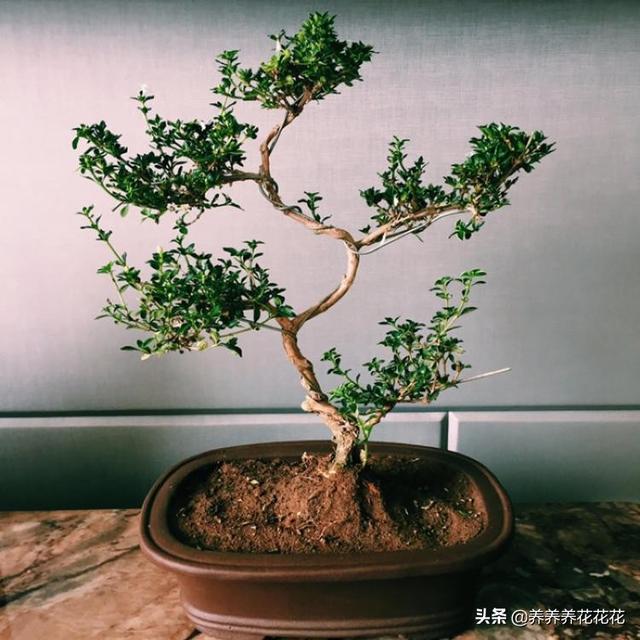 京剧六月雪图片:六月雪盆景为什么不开花？