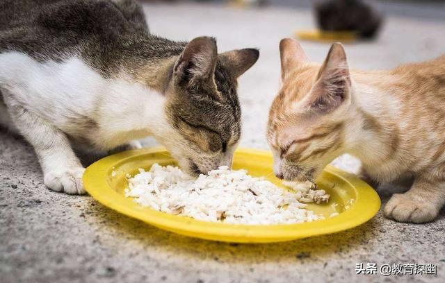 chongwu猫:宠物猫品种 猫咪会吃米饭、面食吗？为什么？