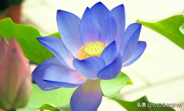 额头长白发是什么原因？