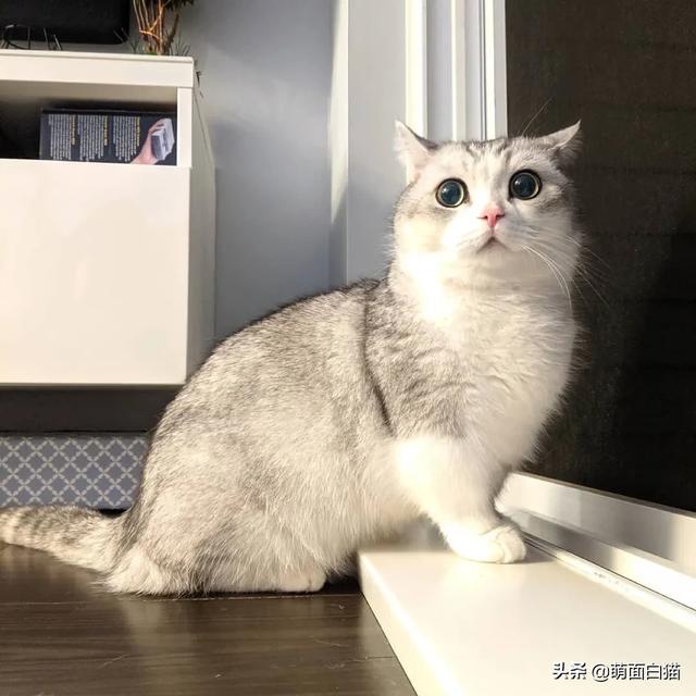 茶杯猫多少钱的:上班族养猫要给猫准备好什么？