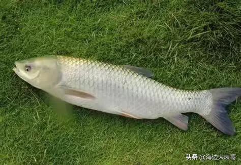 黄金鲫鱼的优势:想搞淡水鱼养殖，什么鱼比较容易养呢？请高人指点？