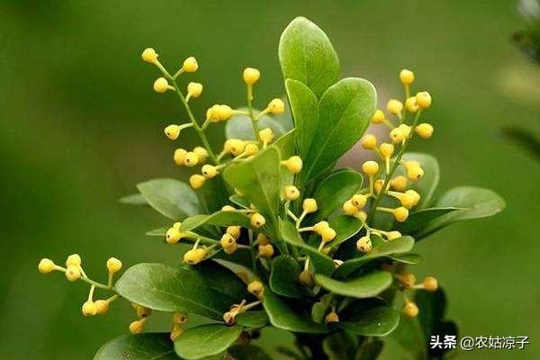 米兰掉叶子是怎么回事啊,米兰下面的叶子掉光了怎么办？