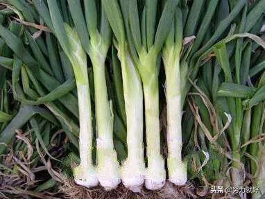 山东章丘大葱高过人:山东章丘的大葱最高多少米？