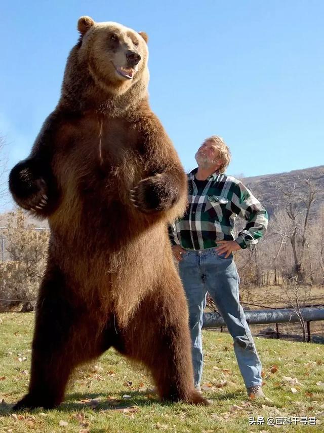 棕熊战斗力什么水平，为什么说棕熊任何猫科都打不过它