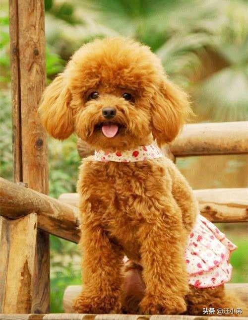 话说有人记得比高犬吗总觉得他是恭子最后知...:为什么有人说不要轻易养泰迪犬，养它有什么“危害”呢？