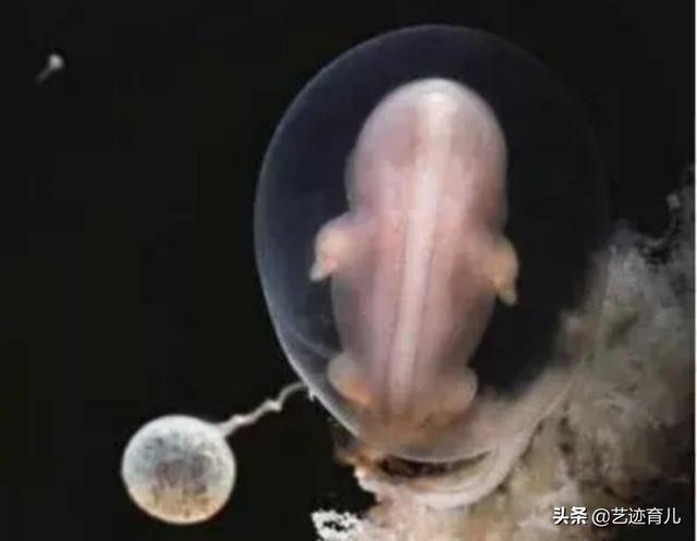 锈斑猫高级危险猫种:怀孕第几个月是胎儿停育的高峰期？