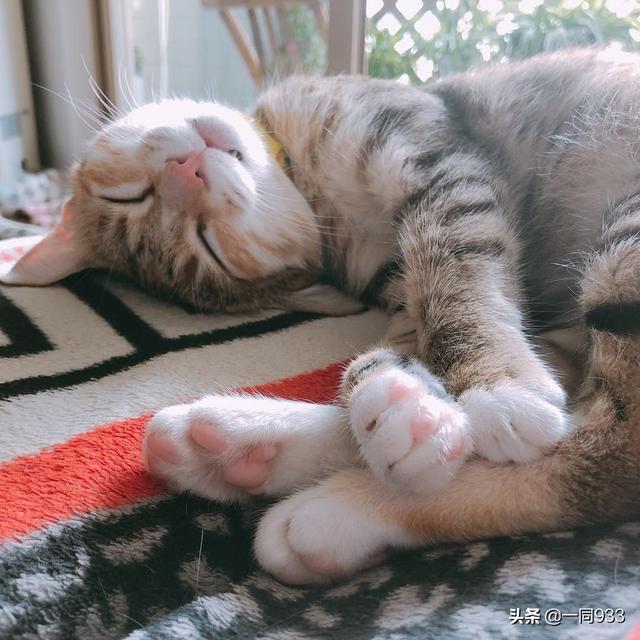睡觉不忘猫咪能否晒几张你家宝贝宠物睡觉的美图请问它睡觉乖吗