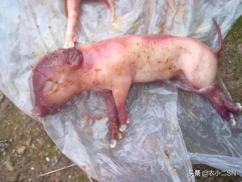 什么原因导致死胎呢:母猪生仔有死胎是什么原因？产仔数量少有什么改善方法吗？