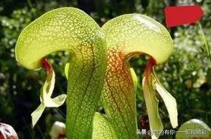 眼镜蛇瓶子草属:世界上最恐怖的植物是什么？