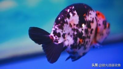 中国兰寿网:为什么有的兰寿小苗二公分有颜色？