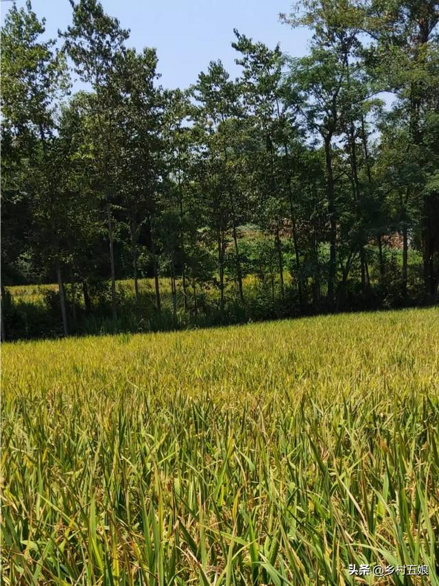 多少种类粮食你没见过，年轻人有多少没见过小麦苗和大米苗的真实样子？你怎么看？