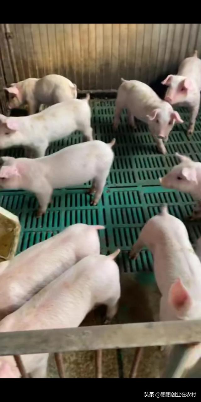 保加利亚牧羊犬舍:29岁，负债30万，在农村搞养殖还来及吗？