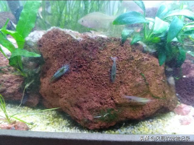 迷你小鱼缸适合养什么鱼:桌面小鱼缸适合养什么鱼？