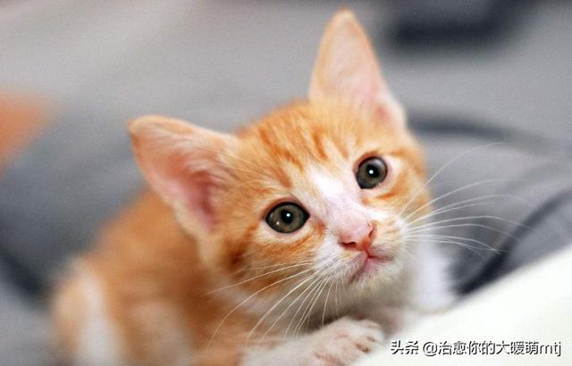 宠物猫品种大全和图片:世界上最美的猫长什么样？