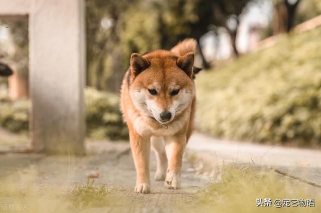 狗狗生病咨询软件下载:当你的狗狗残废了或者得了很难治的病，你会抛弃它们吗？